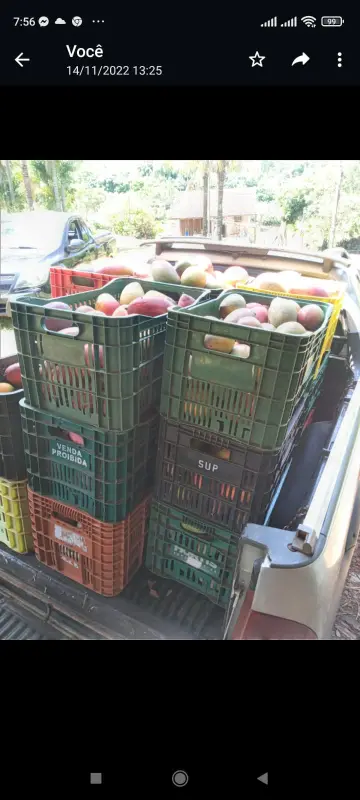 Chácara no Distrito de Maravilha, foto 3 de 5
